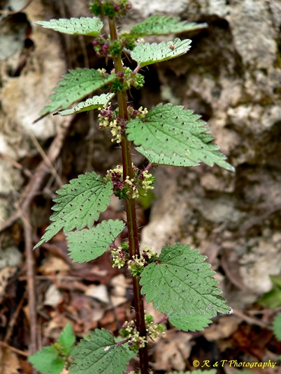 {Urtica chamaedryoides}